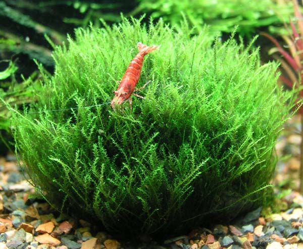 Mengenal Jenis-Jenis  Tanaman Moss dalam Aquascape: Bikin Akuarium Makin Adem dan Estetika!