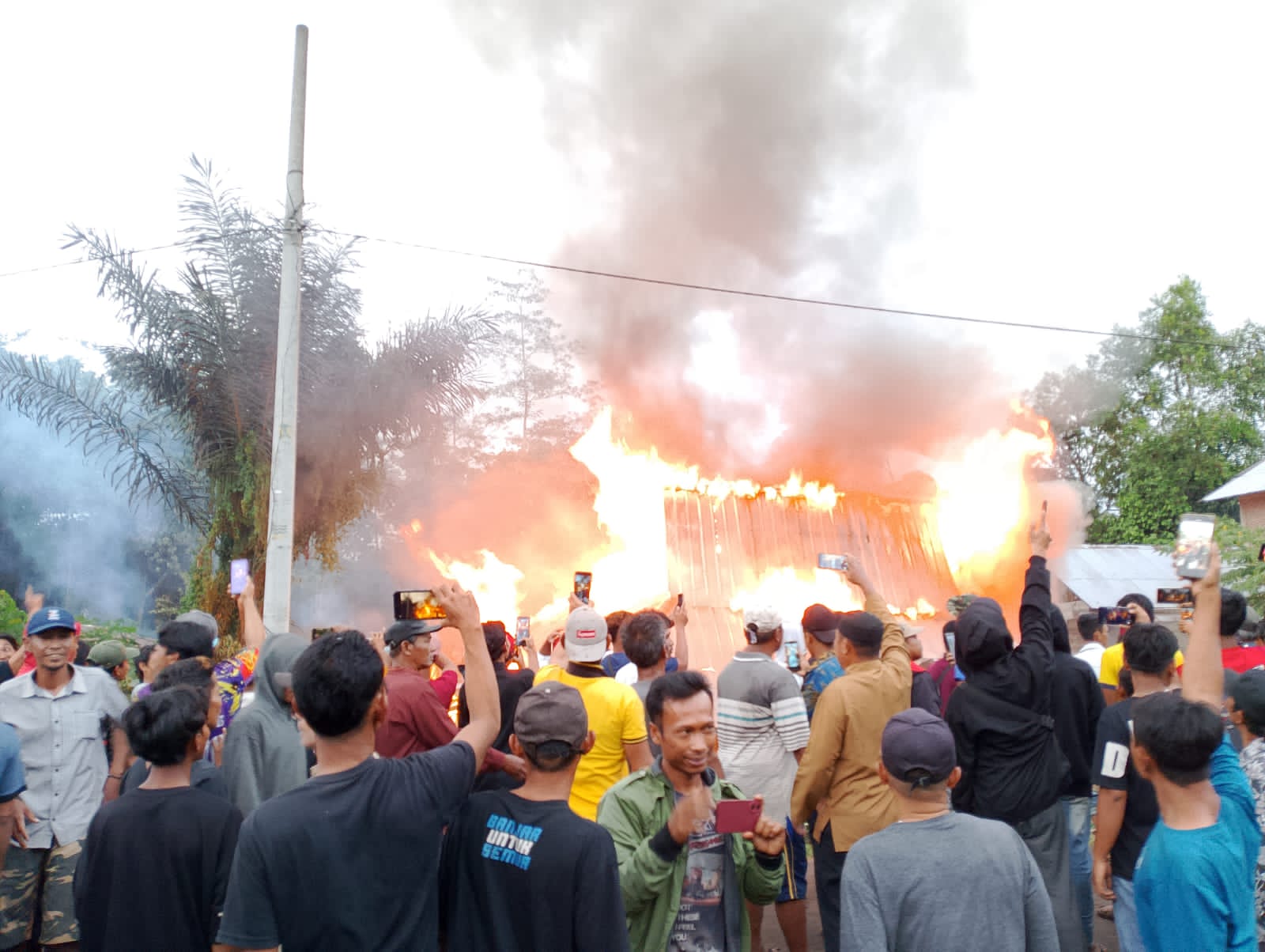 Sengeri Apa Ancaman Harimau Sumatra Hingga Massa Bakar Kantor TNBBS di Lampung Barat? 