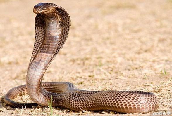 Geger! 800 Ular Mendadak Lepas dari Penangkaran di China, Warga Ketakutan