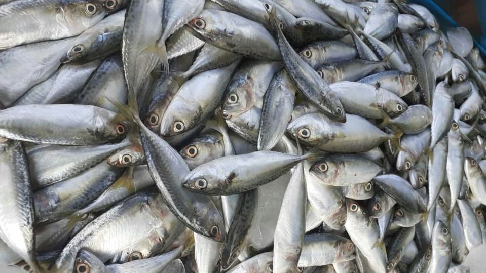 Ribuan Ikan Mati di Pesisir Sayung, DLH Demak Selidiki Perubahan Kualitas Air