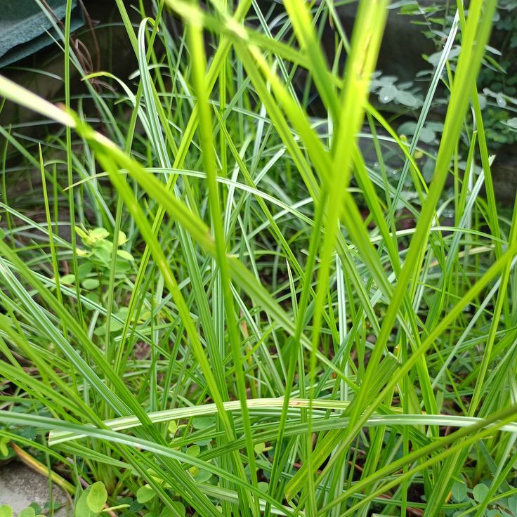 Cara Membasmi Rumput Liar Secara Efektif dan Ramah Lingkungan