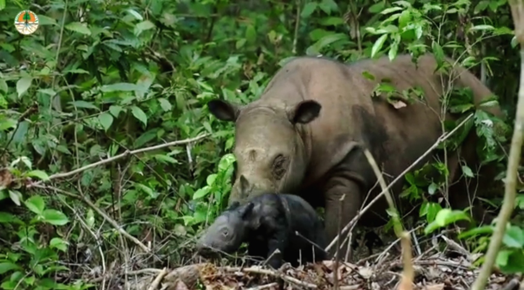 Gemoy! Video Penampakan Bayi Badak Sumatera Penghuni Baru TN Way Kambas