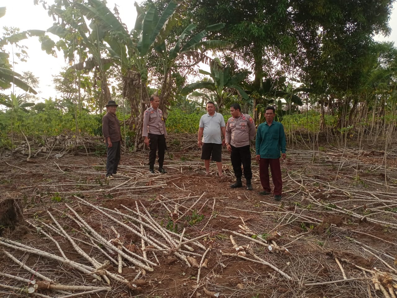 Petani di Lampung Utara Resah, Dalam Semalam Pencuri Gasak Kebun Singkong 