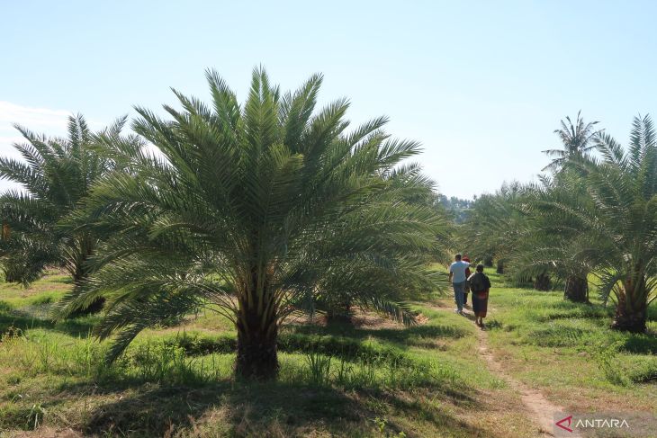 Kebun Kurma Lombok Utara: Ikon Baru dan Potensi Ekonomi yang Menjanjikan