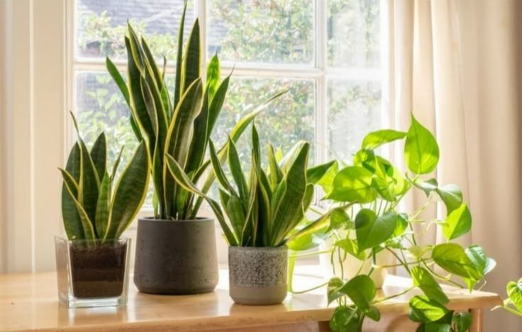 Pilihan Houseplants Terbaik untuk Ruangan, Estetik dan Minim Perawatan