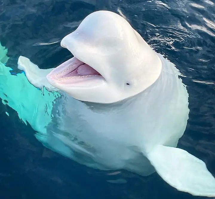 Beluga di Akuarium Tiongkok Semburkan Air ke Pria yang Merokok, Ternyata Bagian dari Rekaman Edukasi