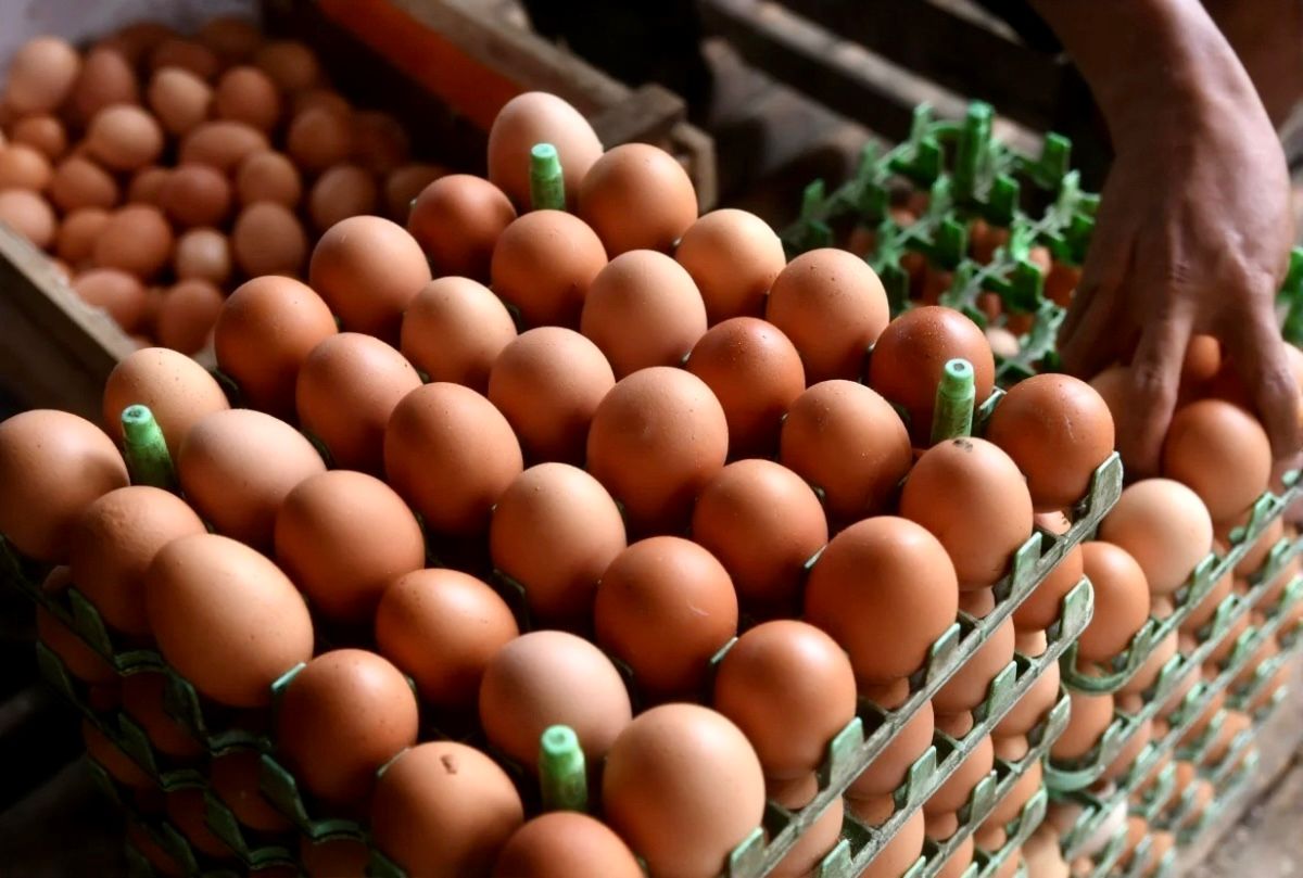 Mendagri Minta Pemda Waspadai Kenaikan Harga Telur dan Ayam Imbas Program MBG