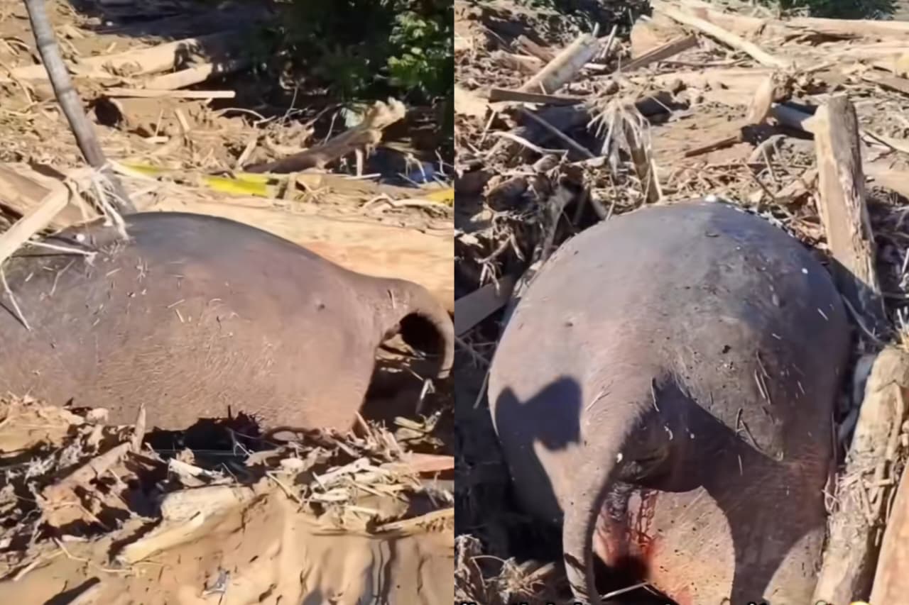 Gajah Sumatera Ditemukan Mati Terseret Banjir dan Terjepit Tumpukan Kayu di Aceh