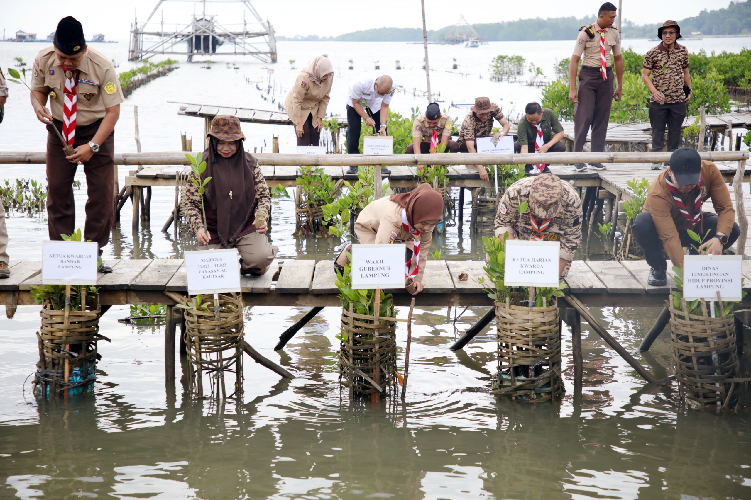 Jejak Hijau di Sidodadi: 1.000 Mangrove Ditanam, Pemprov Lampung Dorong Pelestarian Lingkungan Lebih Masif