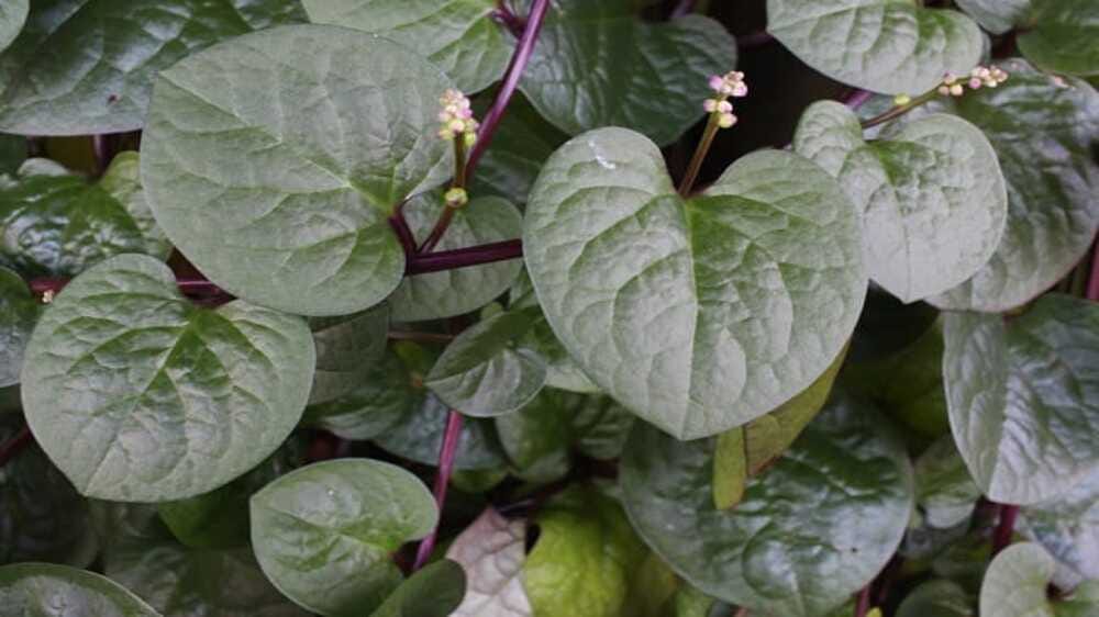  Rahasia Daun Binahong, Tanaman Merambat yang Ampuh Percepat Penyembuhan Luka Kulit