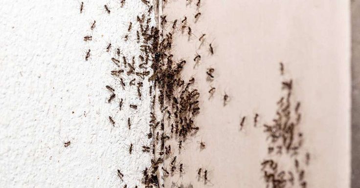 Banyak Semut di Rumahmu, Ini Penyebab dan Pencegahannya