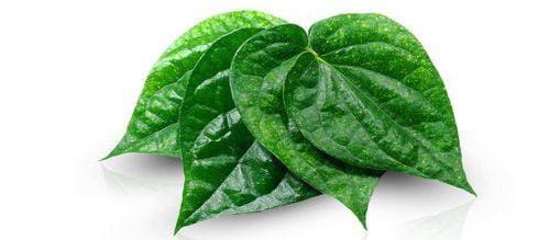 Manfaat Daun Sirih untuk Kesehatan: Khasiat Alami yang Kaya Manfaat