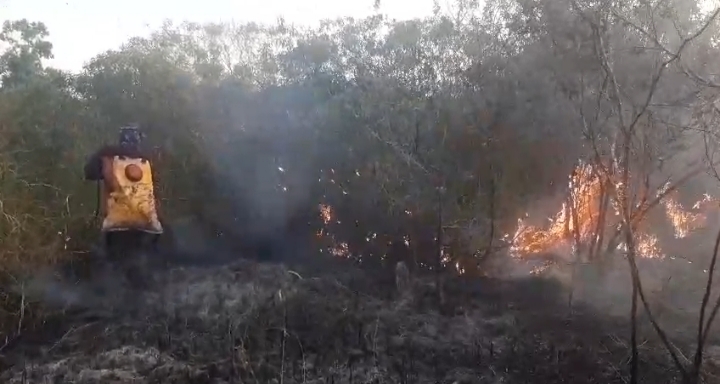 Hutan terlarang terbakar, Puluhan Satwa Trenggiling Hangus Terpanggang.