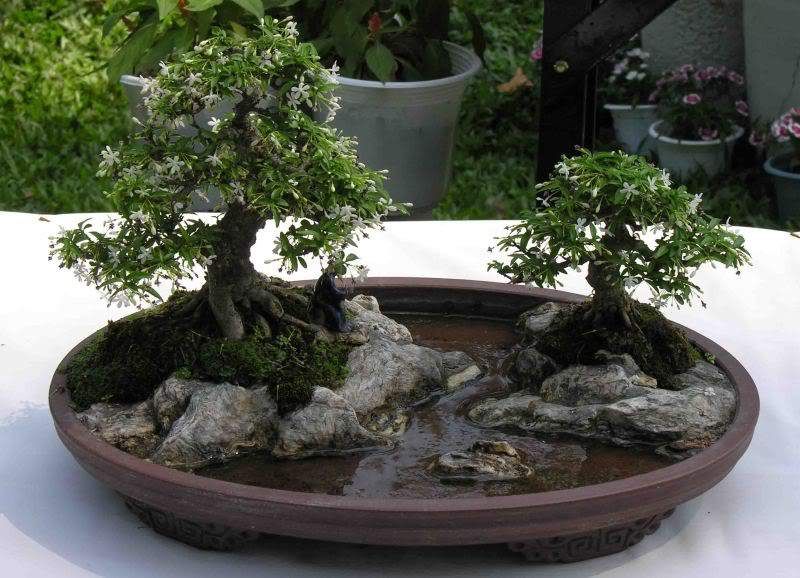 Seni Sabar di Pot Kecil: 5 Langkah Memulai Bonsai bagi Pemula di Bandar Lampung agar Tumbuh Estetik & Berkelas