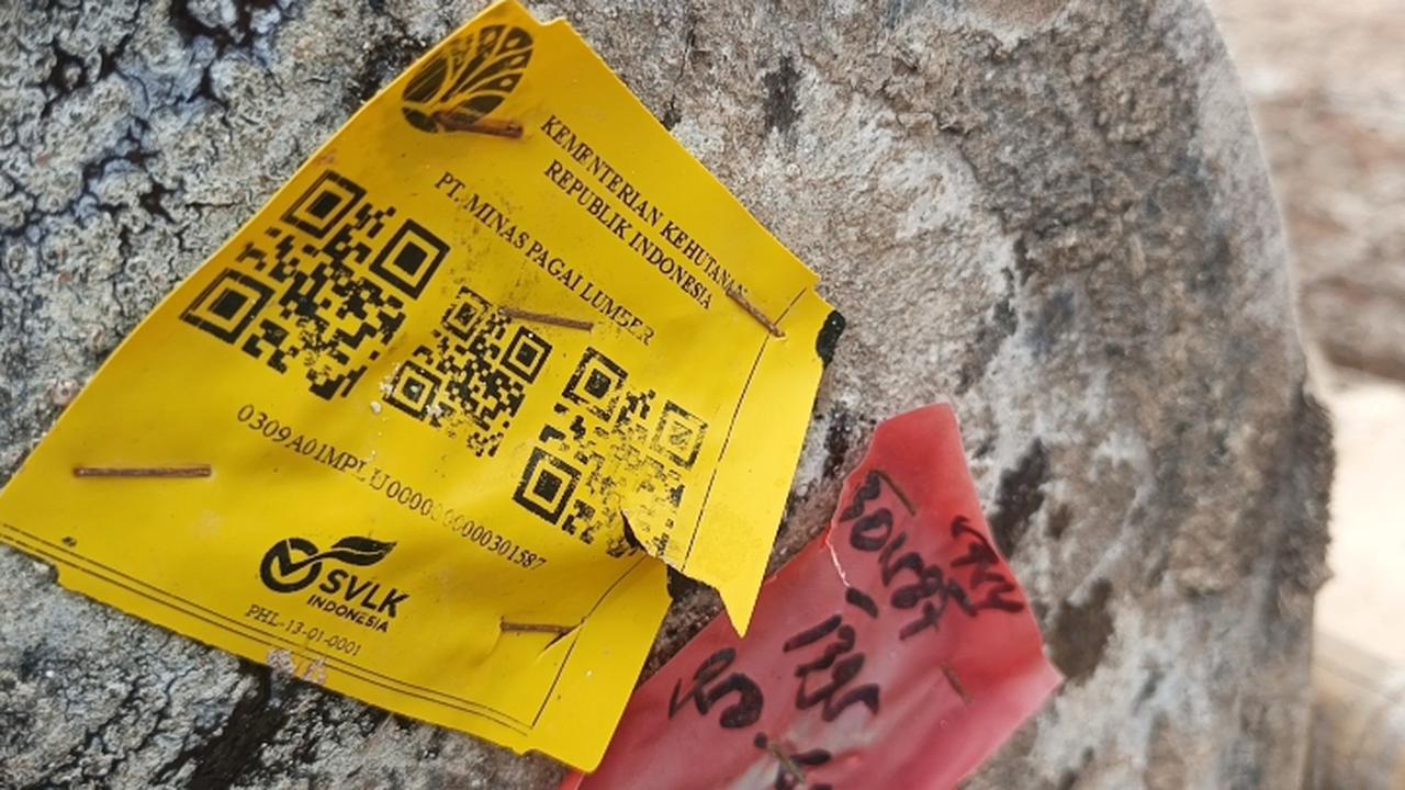 Bukan Illegal Logging: Polisi Sebut Kayu Gelondongan Terdampar di Lampung Berasal dari Kapal Rusak