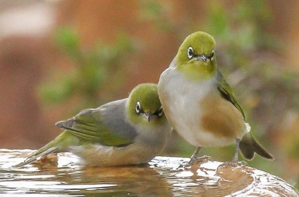 Kenali Lima Manfaat Tersembunyi Memelihara Burung Kicau di Rumah