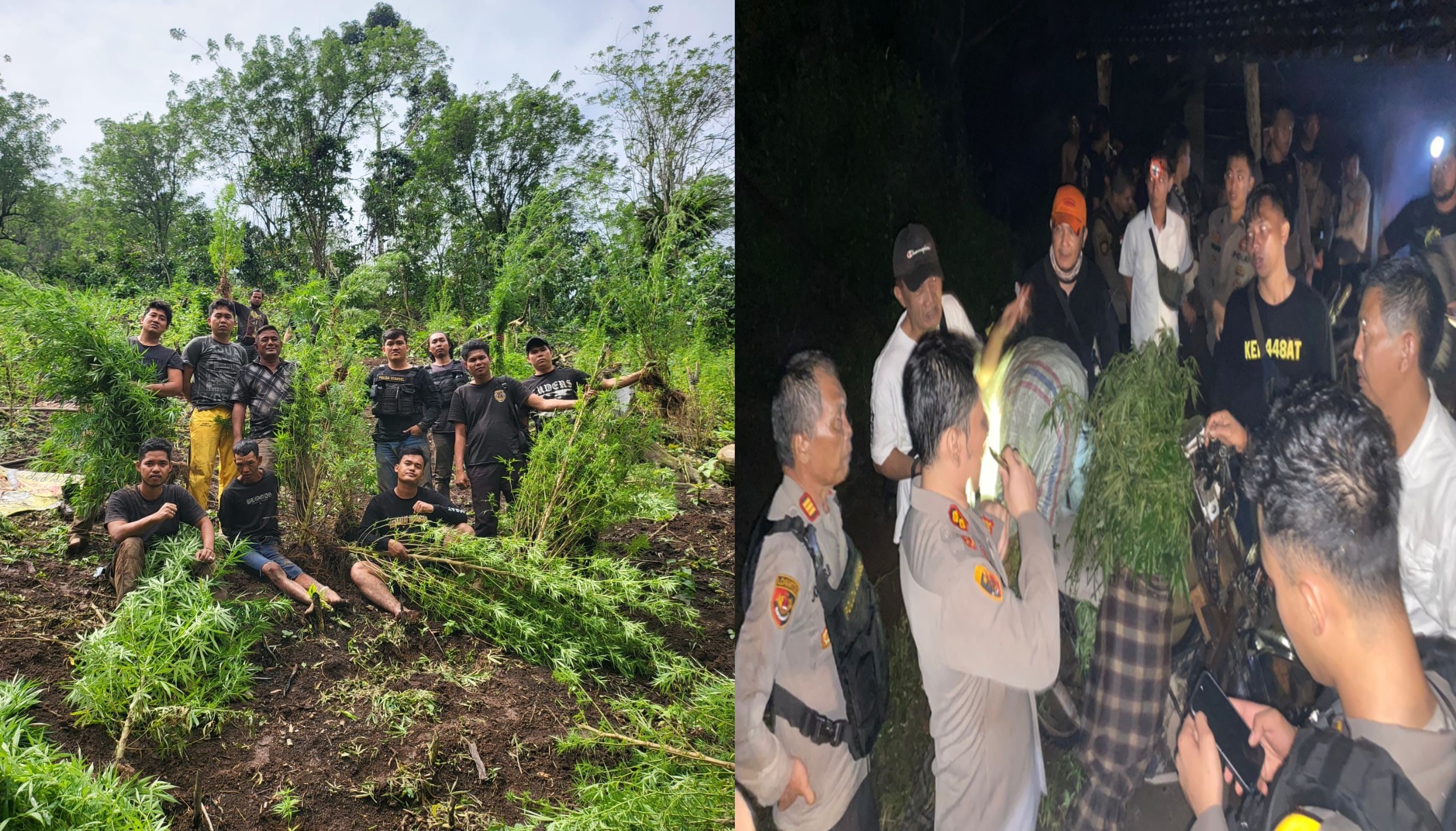 Warga Empat Lawang Kaget, Polisi Temukan 2 Hektar Ladang Ganja