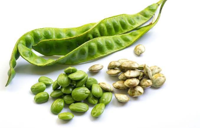 Petai: Si Bau yang Kaya Manfaat untuk Kesehatan Tubuh