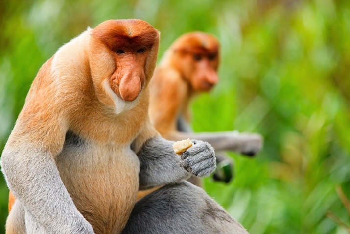 Bekantan Tewas di Tol Balikpapan-Samarinda, Diduga Akibat Tabrakan dengan Kendaraan dan Upaya Pelestarian
