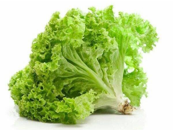 Selada: Sayuran Sederhana dengan Segudang Manfaat