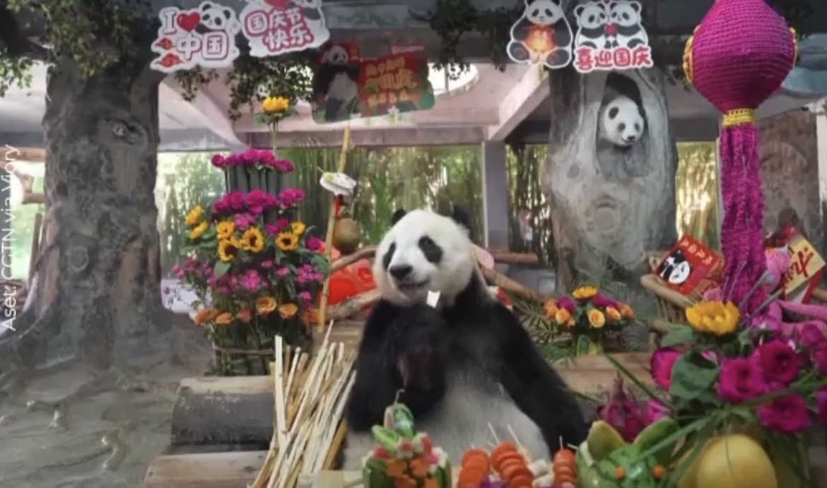 Dua Panda Raksasa di China Jadi Sorotan Saat Mukbang