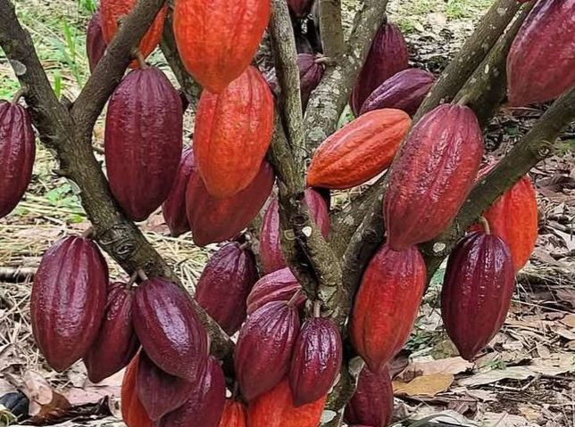 Lebih dari Sekadar Cokelat, Kakao Punya Segudang Khasiat