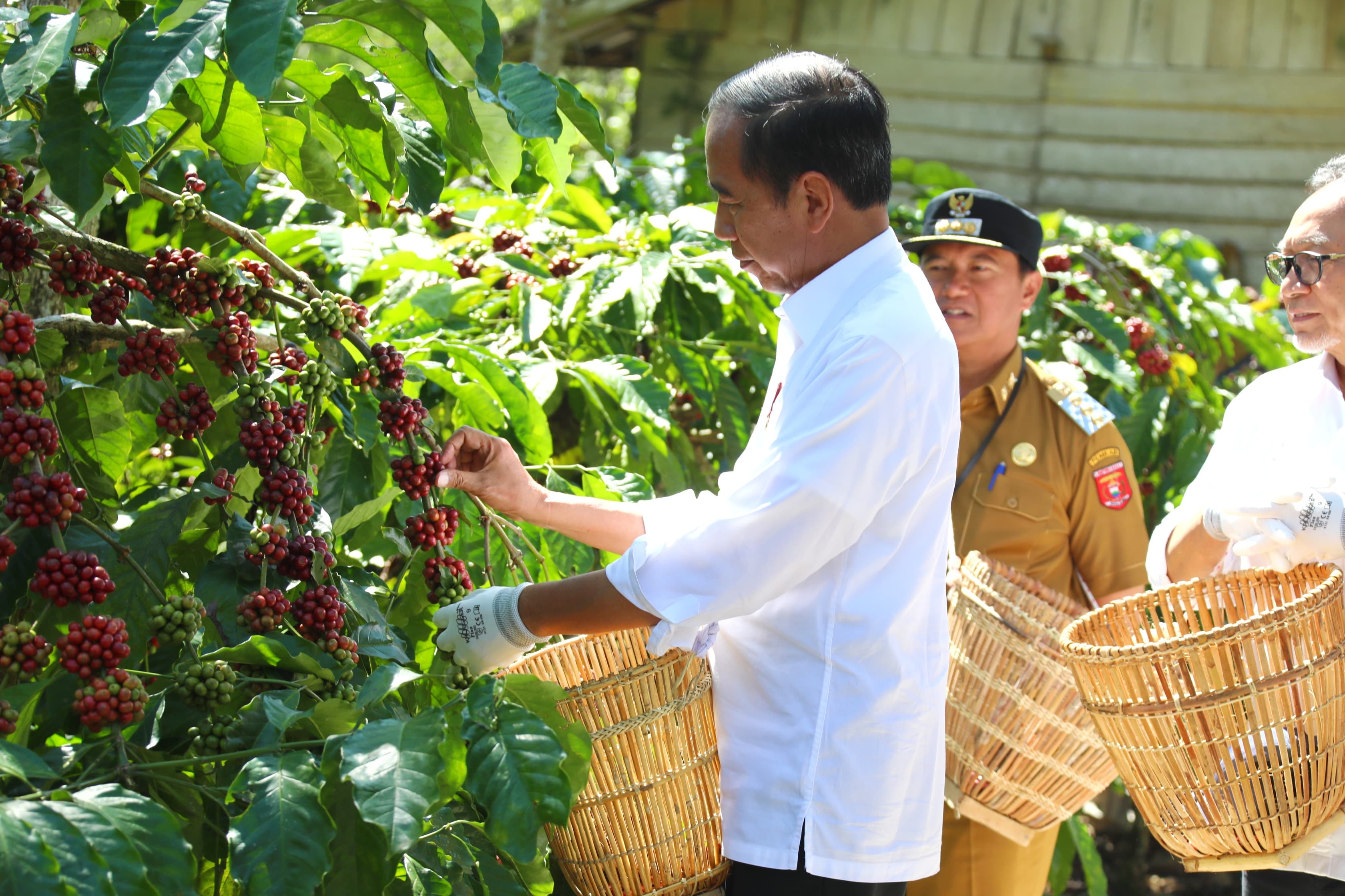 Presiden Jokowi Panen Kopi Petik Merah di Lampung Barat