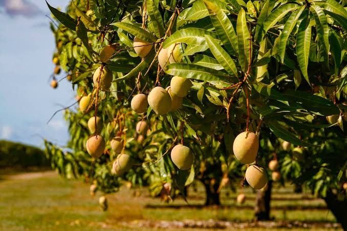 Mangga Kiojay Jadi Primadona Baru: Ini Deretan Manfaat Kesehatan dari Mangga Jumbo yang Sedang Naik Daun