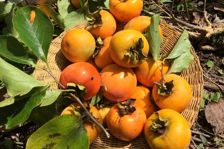 Manis dan Kaya Nutrisi, Ini 4 Manfaat Buah Kesemek bagi Kesehatan