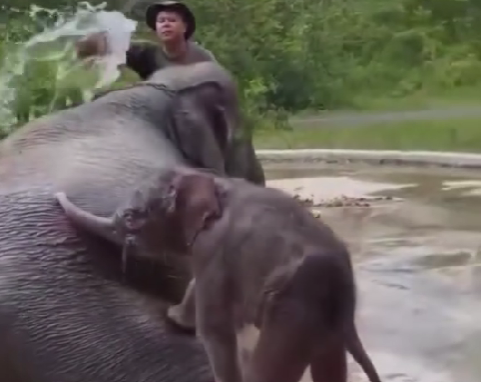 Anak Gajah Betina Lahir di Taman Nasional Way Kambas, Diberi Nama Heti