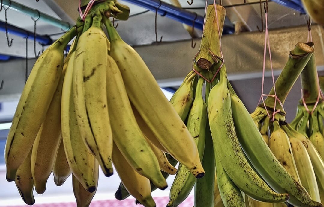 Yuk Kenalan dengan Pisang Tanduk, Bintang Utama Keripik Khas Lampung