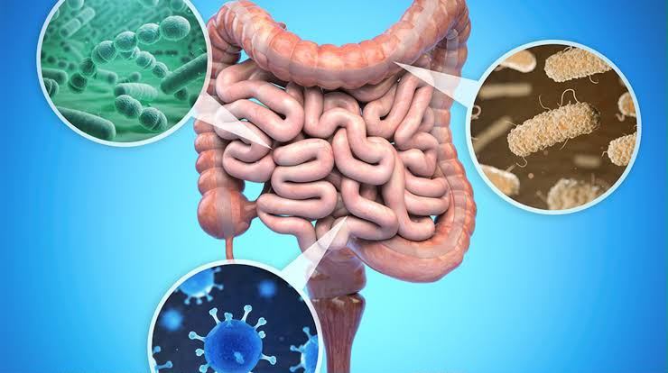 Ilmuwan Temukan Senyawa Alami yang Bisa Menargetkan Bakteri Berbahaya di Usus