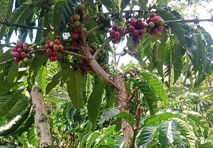 Harga Kopi Robusta Lampung Barat Merosot, Ini Penyebabnya