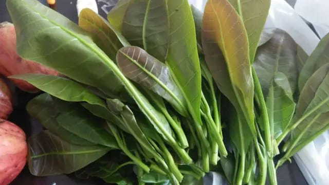 Daun Jambu Mete Punya Potensi Manfaat bagi Kesehatan, Ini Kandungannya