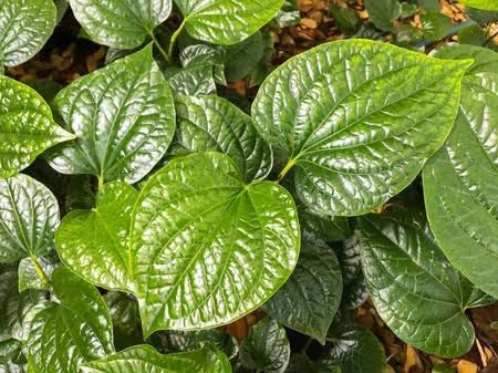 Daun Sirih, Si Hijau Ajaib dengan Segudang Manfaat