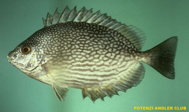 Ikan Dingkis bisa Tembus 500 ribu per Kilo, Menu Imlek Khas Kepri yang DIpercaya Bisa Bikin Hoki