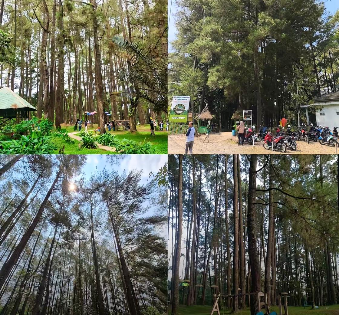 Bukan diBandung! Ini dia Tempat Wisata Hutan Pinus di Lampung Barat 