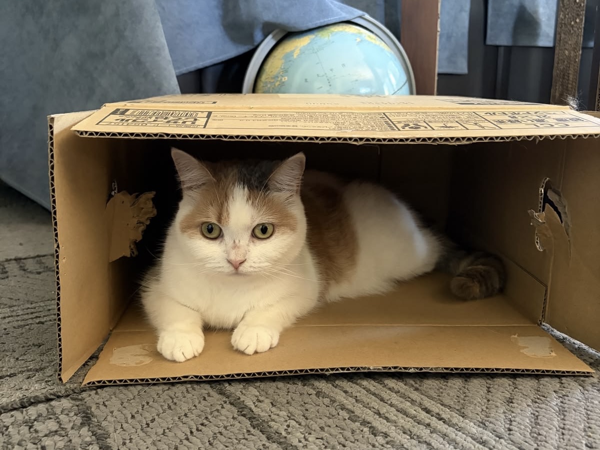 Kenapa Kucing Suka Duduk di Dalam Kardus? Ternyata Ada Alasannya
