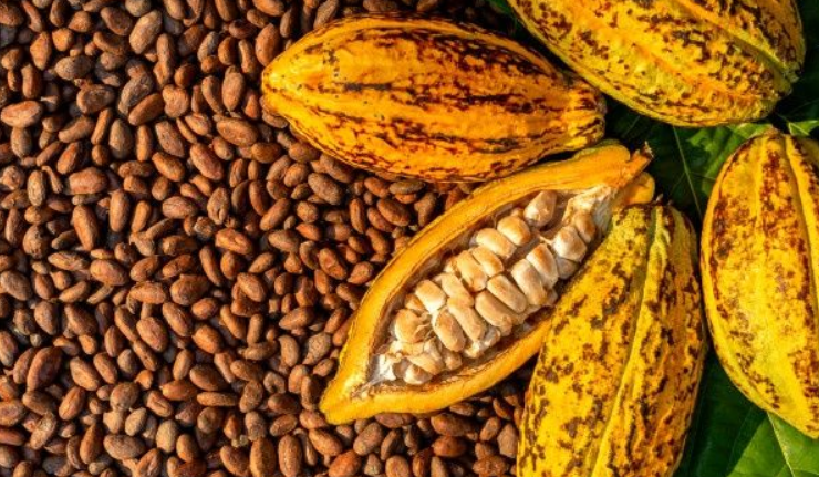 Harga Kakao Kering Tembus Rp80 Ribu per Kg, OJK Dorong Petani Pesawaran Naik Kelas