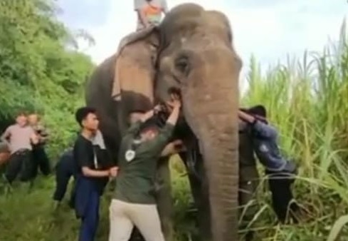 Dugul Gajah Paling Ditakuti di TNWK Mati, Dikenal Soliter Meski Tanpa Gading 