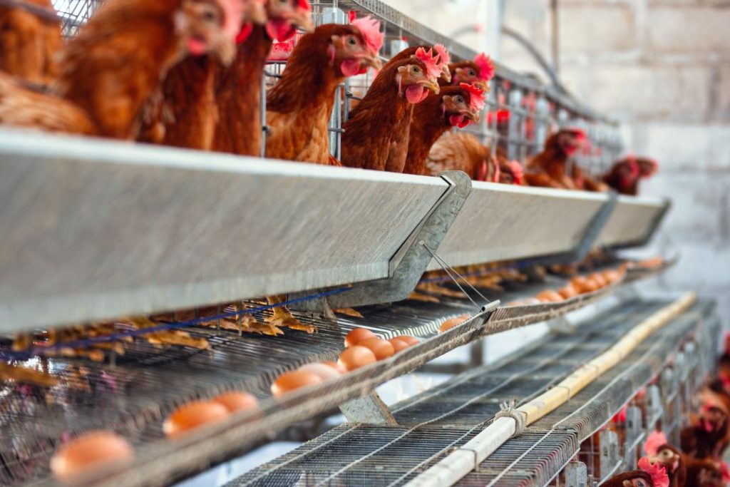 Pemkab Serang Musnahkan Hewan Ternak Terdampak Radiasi Cs-137 di Cikande