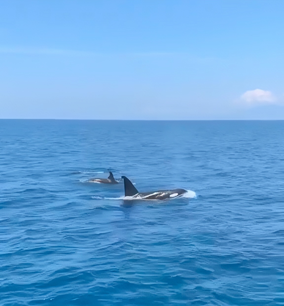 Momen Langka: Paus Pembunuh (Orca) Muncul di Perairan Lombok