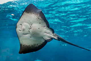 Si Penjelajah Lautan yang Anggun dan Misterius