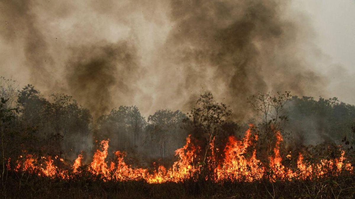 Usut Karhutla, Singapura Panggil 8 Bos Perusahaan Sawit