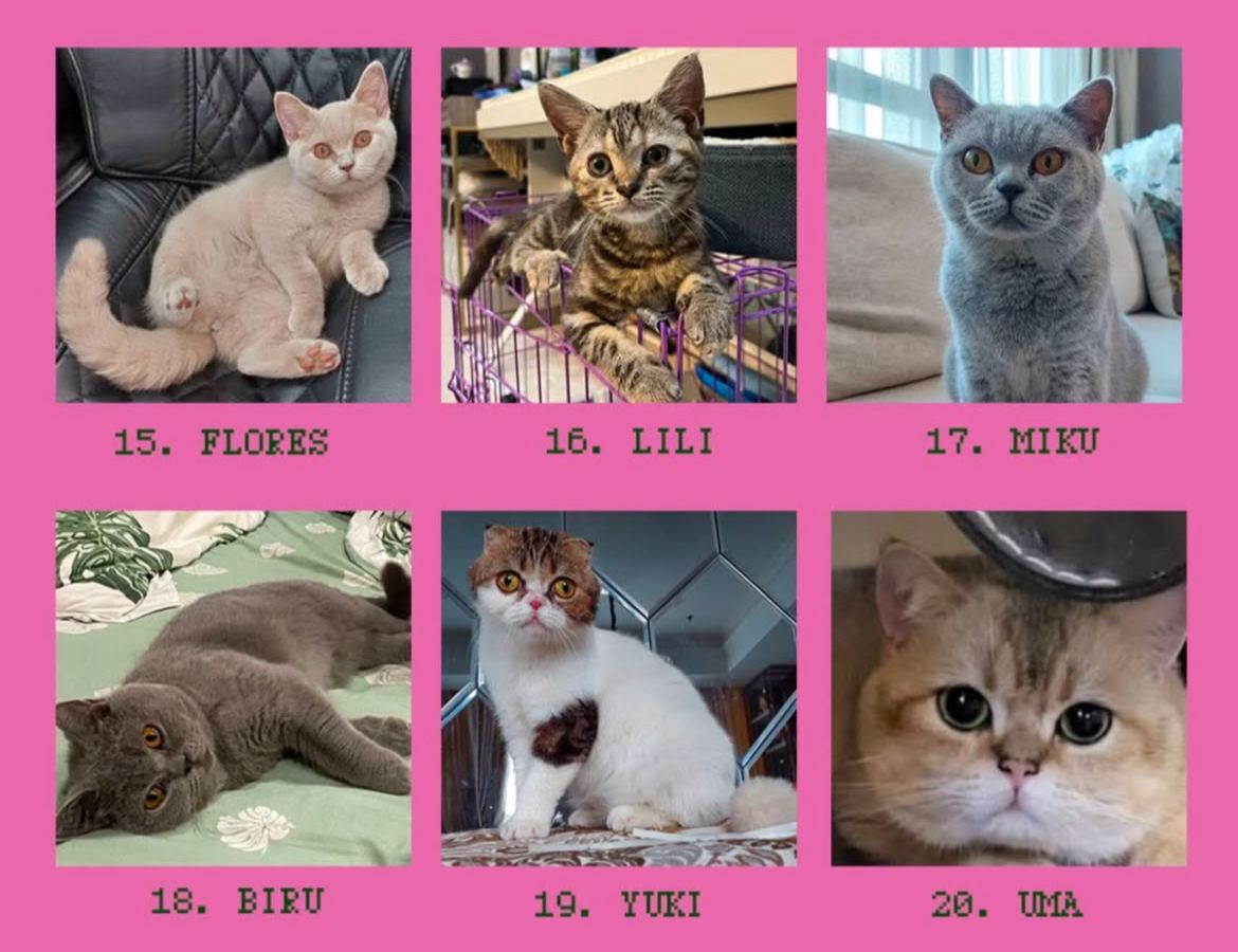 Sherina Munaf Selamatkan Kucing Uya Kuya Pasca Penjarahan, Kondisinya Kurus dan Terlantar