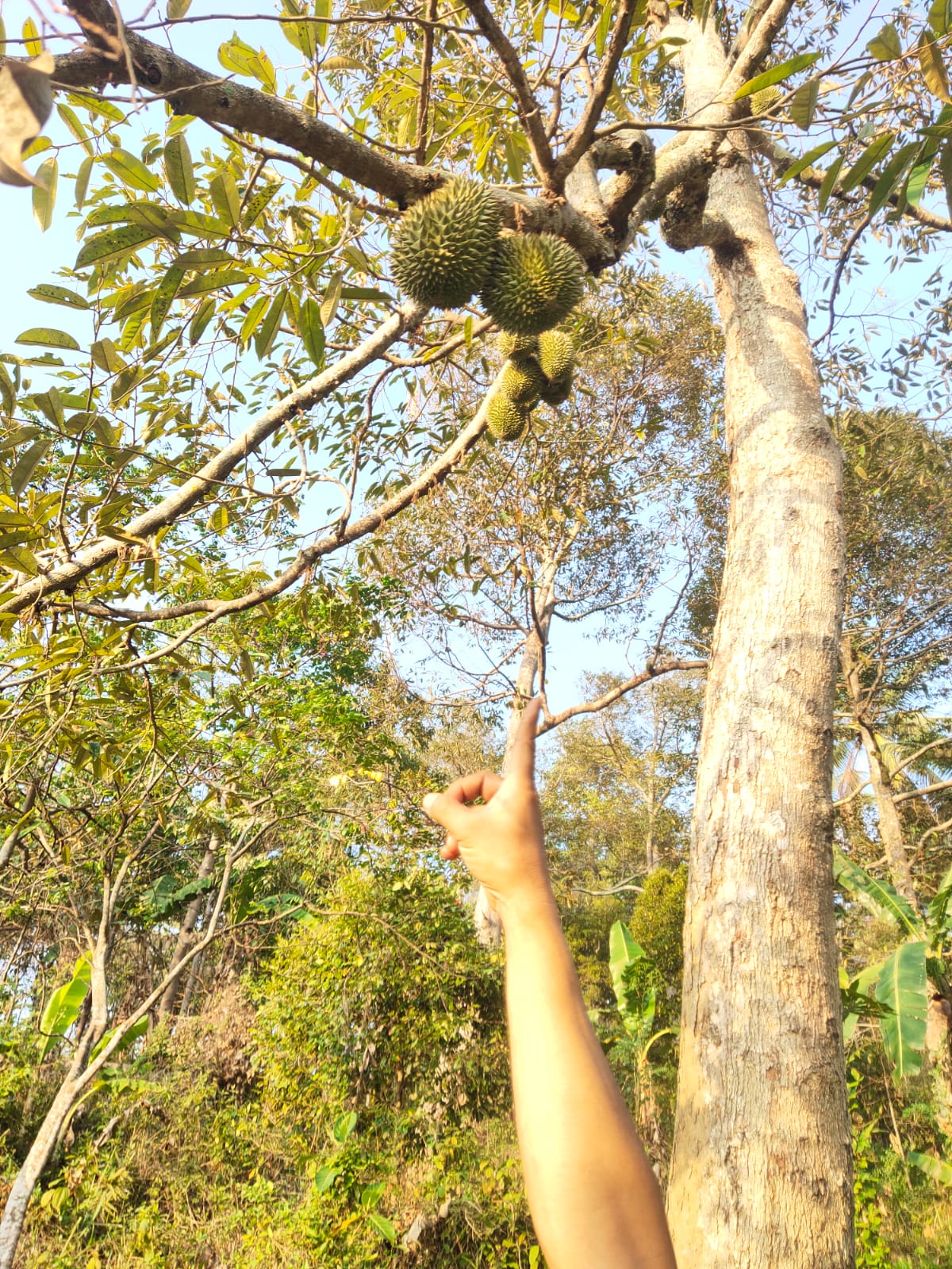 Ini Dia 10 Provinsi Penghasil Durian Terbanyak Di Indonesia, Lampung Peringkat Berapa? 