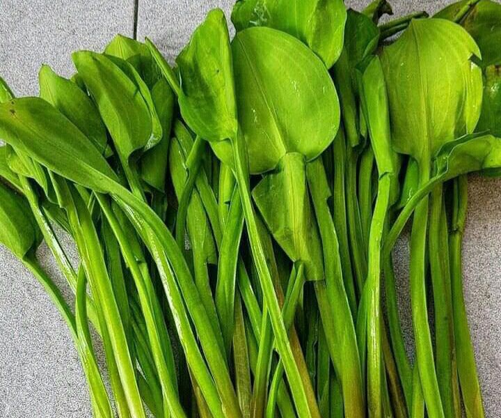 Genjer, Sayuran Liar yang Kaya Gizi dan Manfaat untuk Kesehatan