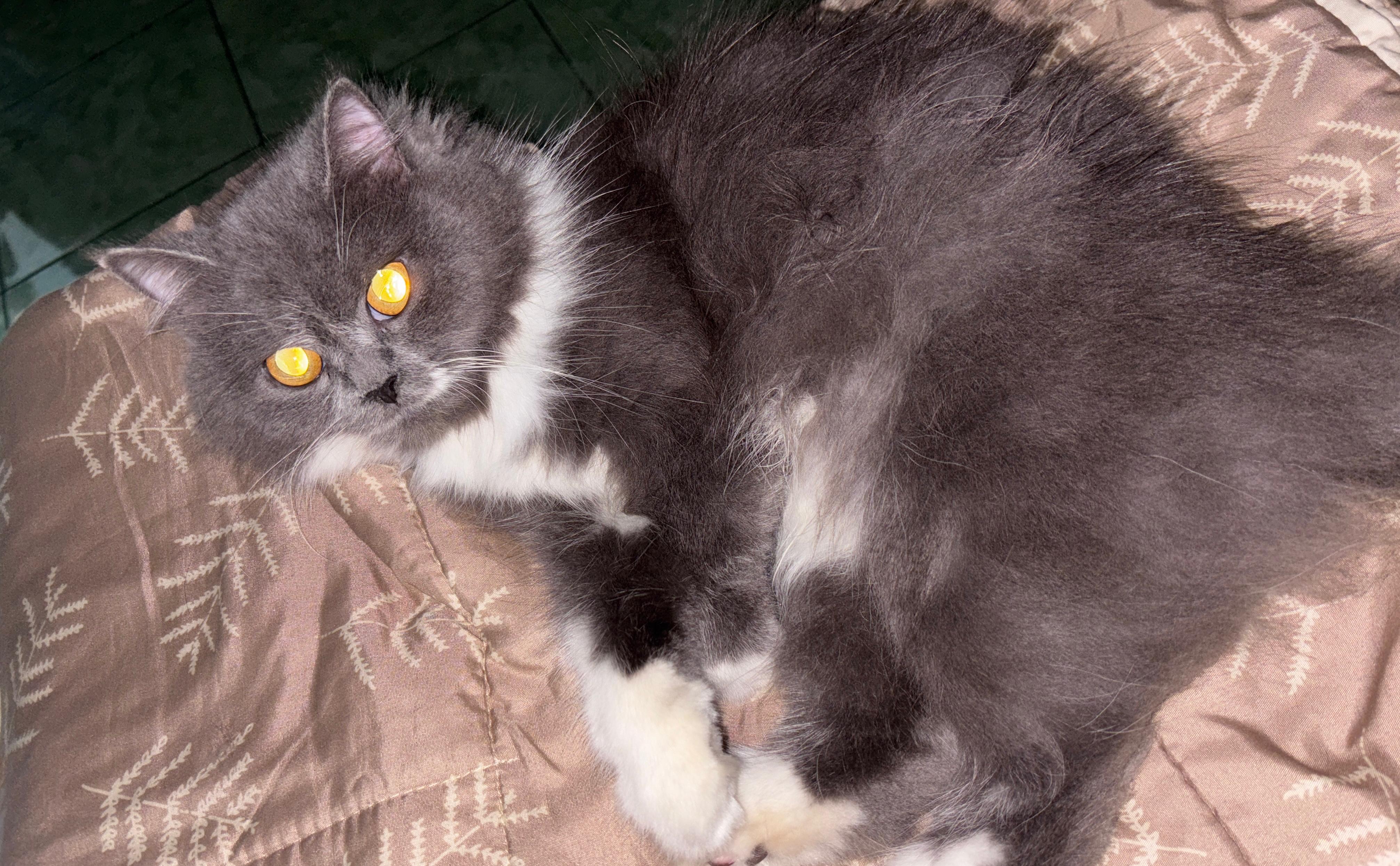 Kenapa Mata Kucing Bisa Terlihat Menyala dalam Gelap?