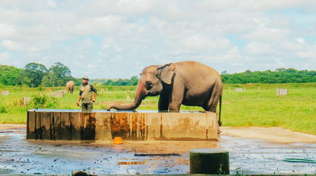 Way Kambas Menjadi Harapan Baru Konservasi Gajah di Asia Tenggara