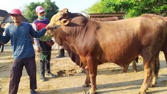 Larangan Saat Berkurban dalam Islam: Panduan untuk Pelaksanaan Ibadah yang Benar   